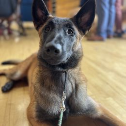 Belgian Malinois Puppies from Fromage Malinois
