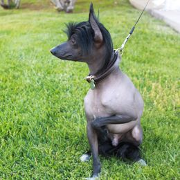 Chinese Crested All Grown Up from SoCal Chinese Crested
