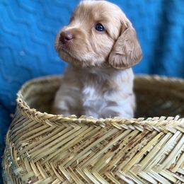Australian Labradoodle Puppies from Salona- Australian Labradoodles of North America