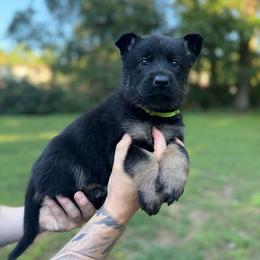 Tonka - Bi-color male German Shepherd puppy in New York from Spitze German Shepherds