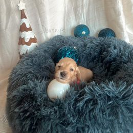 Rosetta - Cream female Dachshund puppy in Molino, Florida from Dooney's Dachshunds