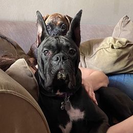 Vader - Boxer