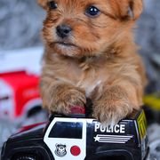 Shih Tzu and Shorkie Puppies from Nana's Happy Pups