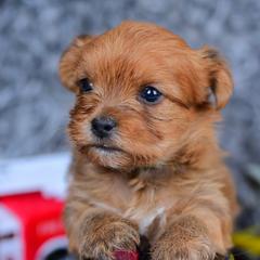 Shih Tzu and Shorkie Puppies from Nana's Happy Pups
