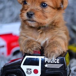 Shih Tzu and Shorkie Puppies from Nana's Happy Pups