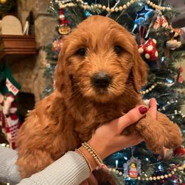 Yellow collar female - Red  female Goldendoodle puppy in Etowah, North Carolina from Lance Doodle Farm