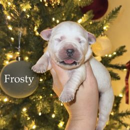 Frosty - Yellow male Labrador Retriever puppy in Lenoir, North Carolina from Wooten Retrievers