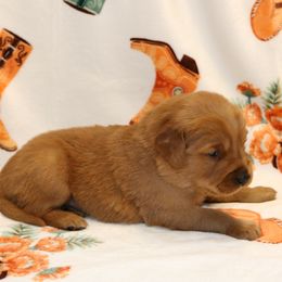 Buckaroo - Dark golden male Golden Retriever puppy in New Weston, Ohio from Bertke AKC Golden Retrievers and Bernese Mountain Dogs