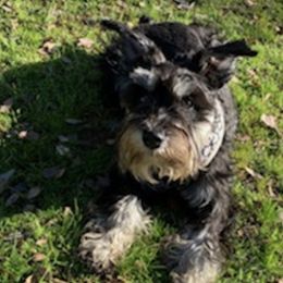 Miniature Schnauzers from F&K Mini Schnauzers