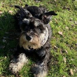 Miniature Schnauzers from F&K Mini Schnauzers