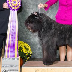 Bouvier des Flandres from I'm Special Bouviers