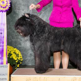 Bouvier des Flandres from I'm Special Bouviers