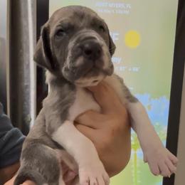 Roman Candle - Blue brindle male Great Dane puppy in Florida from Beachside Kennels