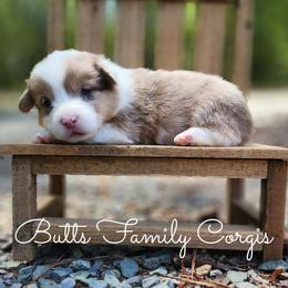 Beethoven - Sable and white male American Corgi puppy in Cameron, North Carolina from Butts Family Corgis