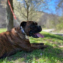Cash - Boxer