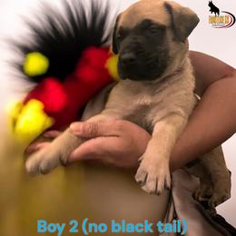 Mastiff Puppies from FrontlineK9 Boarding & Training LLC