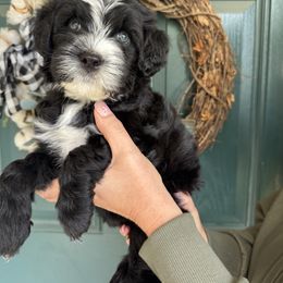 Yellow Girl - Black female Portuguese Water Dog puppy in Liberty Lake, Washington from Lakehouse Porties