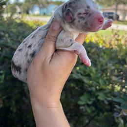 Red Merle Male - Red merle male Aussiedoodle puppy in Spring Hill, Florida from Pawprint Dreams Boarding and Kennel