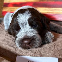 Venom - Brown and gray male Wirehaired Pointing Griffon puppy in Grangeville, Idaho from Happy Hollow Griffons