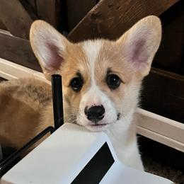 Rusty - Red male Pembroke Welsh Corgi puppy in Goldthwaite, Texas from Everlove Pembroke Welsh Corgis