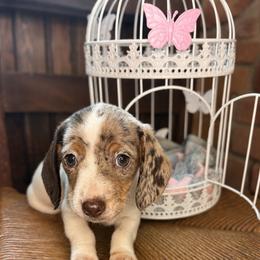 Skye - Dapple female Dachshund puppy in Richwood, West Virginia from Wild and Wonderful Wieners
