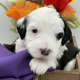 Sheepadoodle puppies from Luv My Doodle
