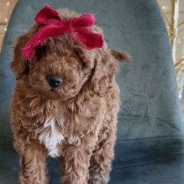 Sweety Pie Girl - Red  female Goldendoodle puppy in Mayfield, Utah from Ruff Country Doodles