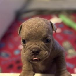 Bulldog Puppies from Bows and Wrinkles Bulldogs