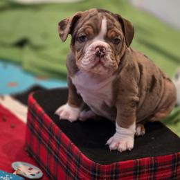 Titan - Chocolate tri-color male Bulldog puppy in Harrisburg, Pennsylvania from Central PA WiggleButts Bulldogs
