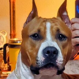 Ruby - American Staffordshire Terrier