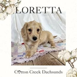Girl 1 - female Dachshund puppy in Jenks, Oklahoma from Cotton Creek Dachshunds