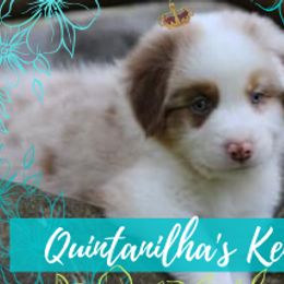 Australian Shepherds from Quintanilha's Kennel