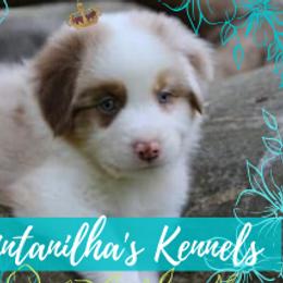Australian Shepherds from Quintanilha's Kennel