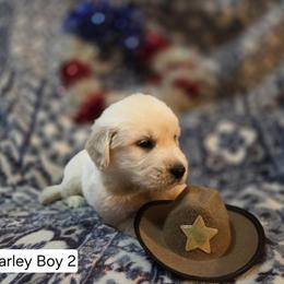 Charlie Boy 2 - Golden male Golden Retriever puppy in Niles, Michigan from Family Raised Goldens