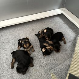 Yorkshire Terrier puppies from Maria Rodriguez