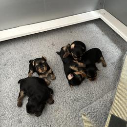 Yorkshire Terrier puppies from Maria Rodriguez