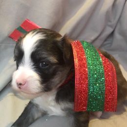 Chinese Crested Puppies from Selba-Hill Kennelwe