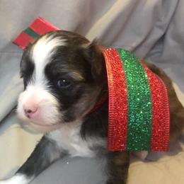 Chinese Crested Puppies from Selba-Hill Kennelwe