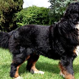 Romeo - Bernese Mountain Dog