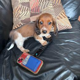 Dachshund puppies from Jae’s Puppy House