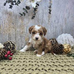 Macaroni - Red  female Goldendoodle puppy in Floyd, Virginia from Hearts and Paws Poodles and Doodles