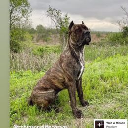 Odin - Cane Corso