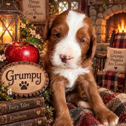 Grumpy (7 dwarfs theme) - Red  male Goldendoodle puppy in Ozark, Missouri from Halo Doodles