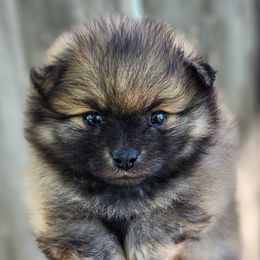 Tofu - Orange sable male Pomeranian puppy in Sacramento, California from Melodyland's Beautiful Pomeranians