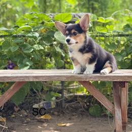 Liberty - Black and tan female Pembroke Welsh Corgi puppy in Derby, Kansas from Sarah’s Mystic Kennels