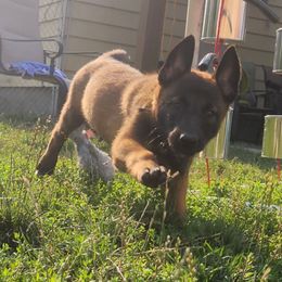 Belgian Malinois and Labrador Retriever Puppies from Wings of Freedom Retrievers and Malinois