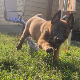 Belgian Malinois and Labrador Retriever Puppies from Wings of Freedom Retrievers and Malinois