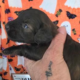 Brownie - Brindle female Dachshund puppy in Bay Springs, Mississippi from JV'S Little Legends Dashounds