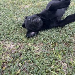 Labrador Retriever Puppies from J and D Retrievers