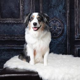 Mabeline - Australian Shepherd